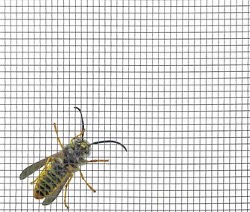 V2A-Stahlgewebe Insektenschutzgitter von Schlotterer bei Wintergärten BGL